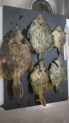 カワハギの釣果