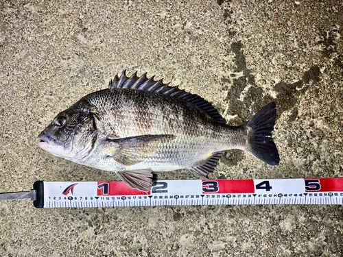 クロダイの釣果