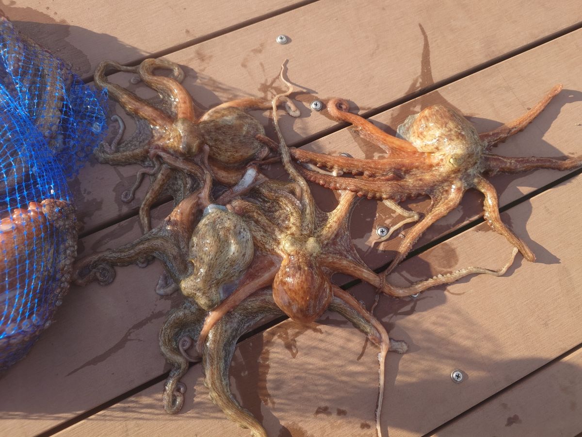 変態様さんの釣果 2枚目の画像