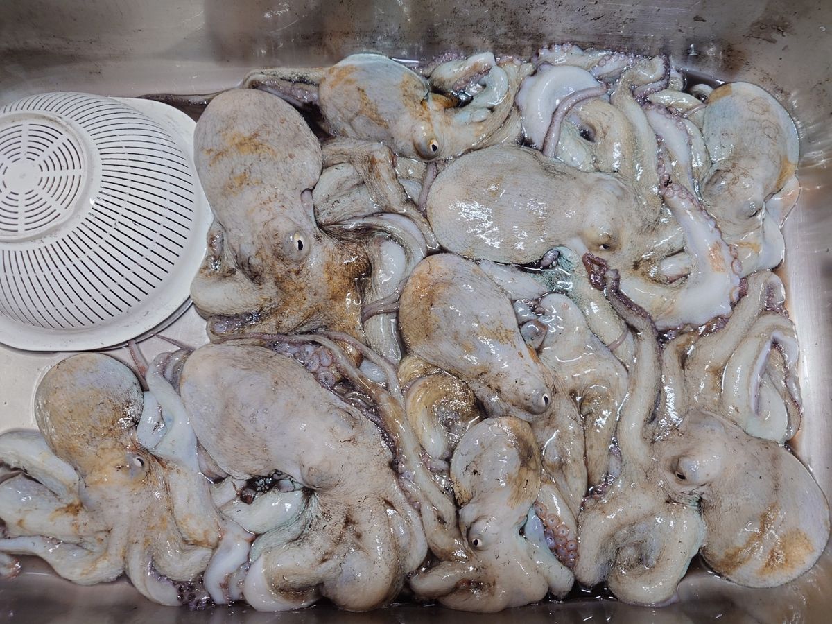 変態様さんの釣果 3枚目の画像