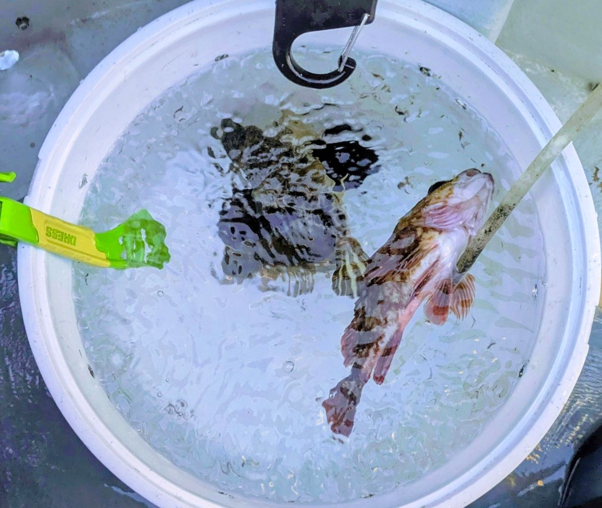 多摩野鯊太郎さんの釣果 1枚目の画像