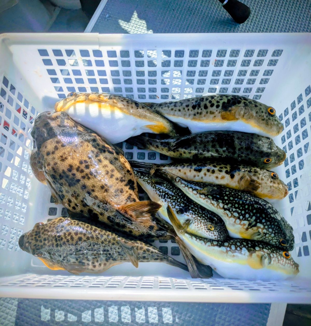 多摩野鯊太郎さんの釣果 1枚目の画像