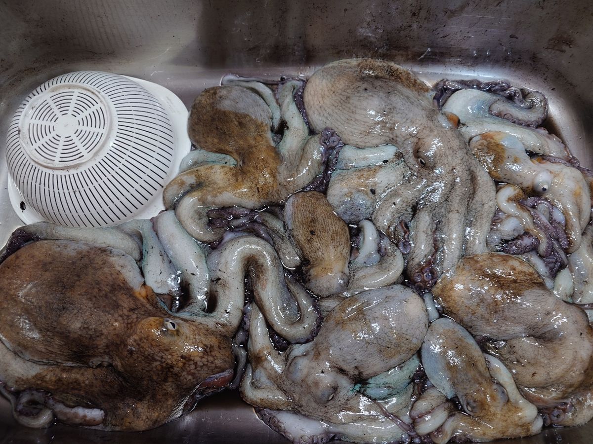 変態様さんの釣果 2枚目の画像