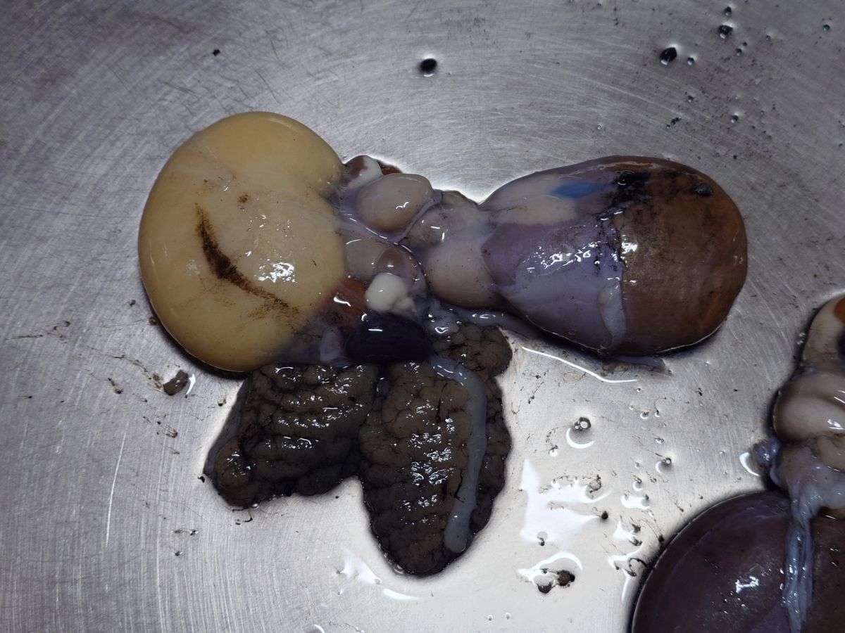 変態様さんの釣果 3枚目の画像