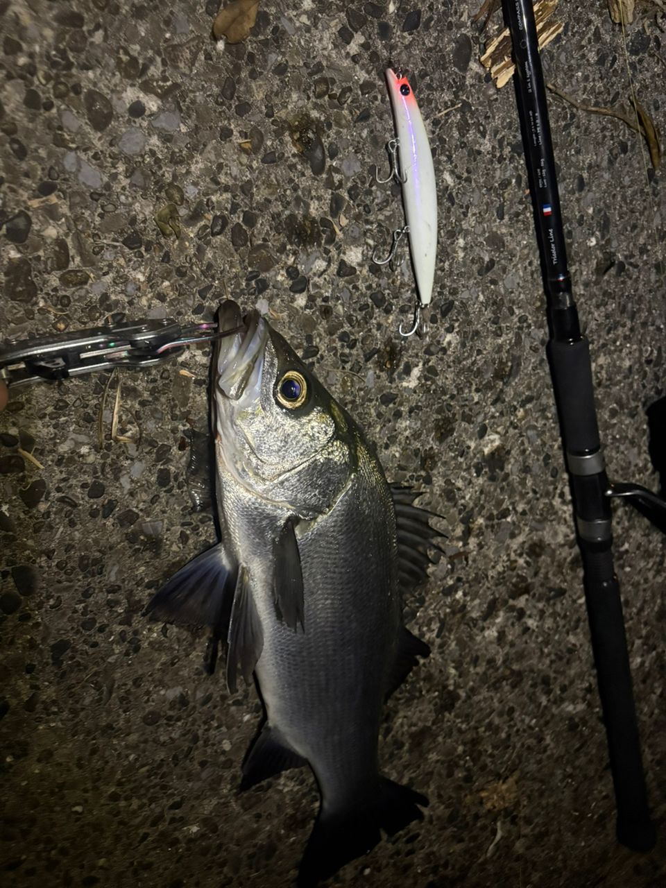 TRANSCENDENCE エンピナード91S+ Rev.2 EVAモデルSPECの最安値