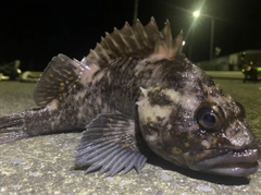 オウゴンムラソイの釣果