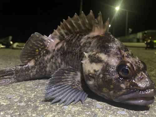 オウゴンムラソイの釣果
