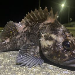 オウゴンムラソイ