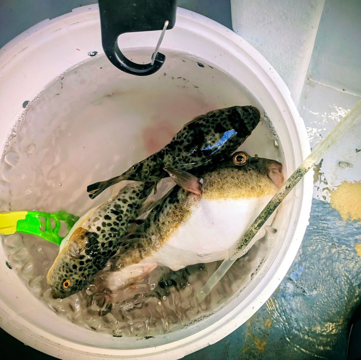 多摩野鯊太郎さんの釣果 2枚目の画像