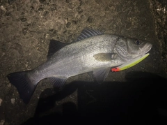 フッコ（ヒラスズキ）の釣果