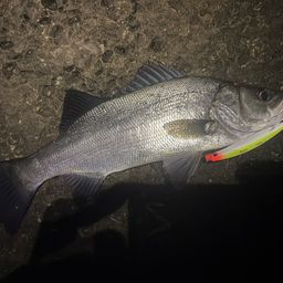 フッコ（ヒラスズキ）