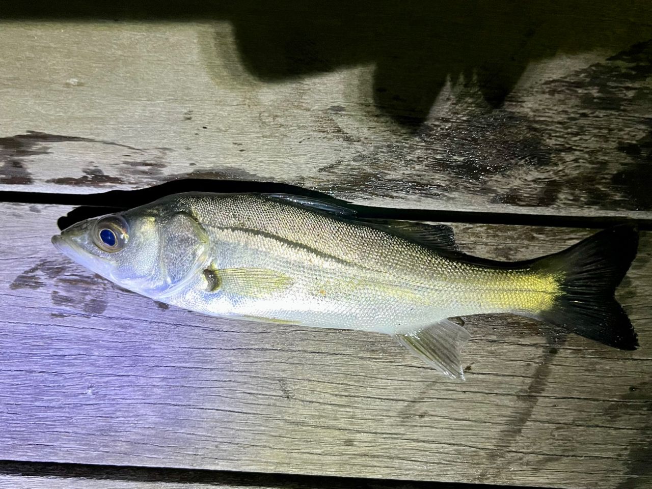 セイゴ（マルスズキ）