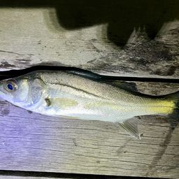 セイゴ（マルスズキ）