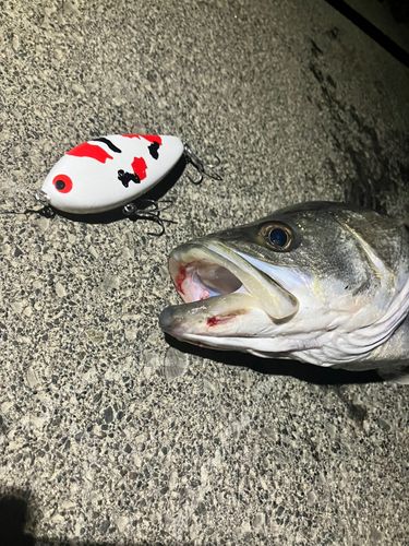 シーバスの釣果