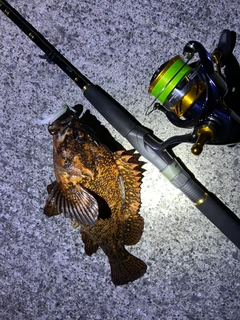 ムラソイの釣果