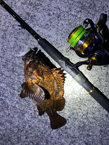 ムラソイの釣果