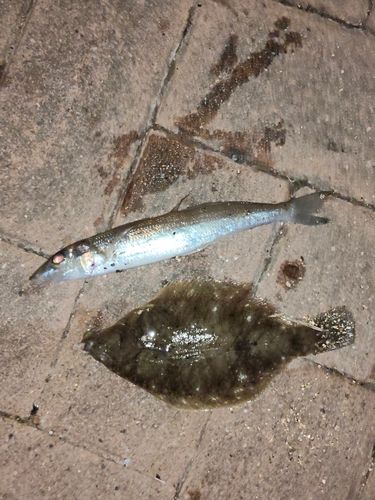 カレイの釣果