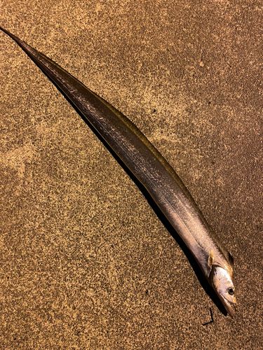 タチウオの釣果