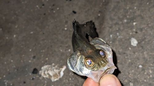 セイゴ（タイリクスズキ）の釣果