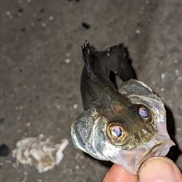 セイゴ（タイリクスズキ）