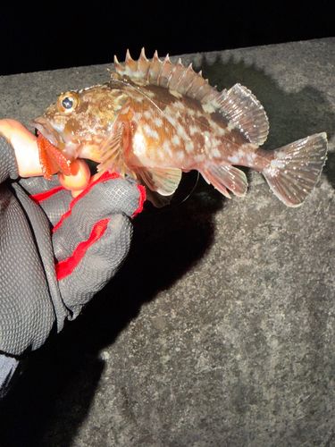 セントレア常滑港前島