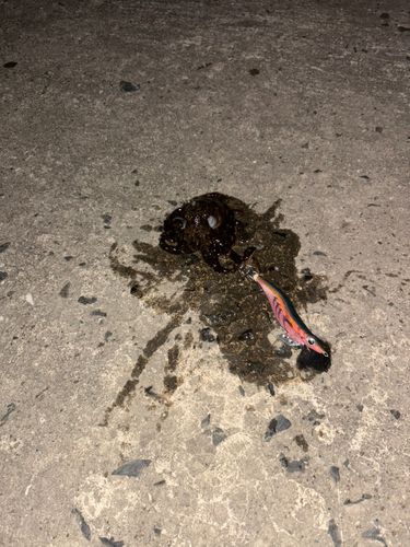 タコの釣果