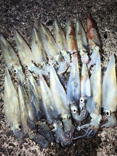 ヤリイカの釣果