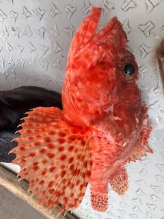 オニカサゴの釣果