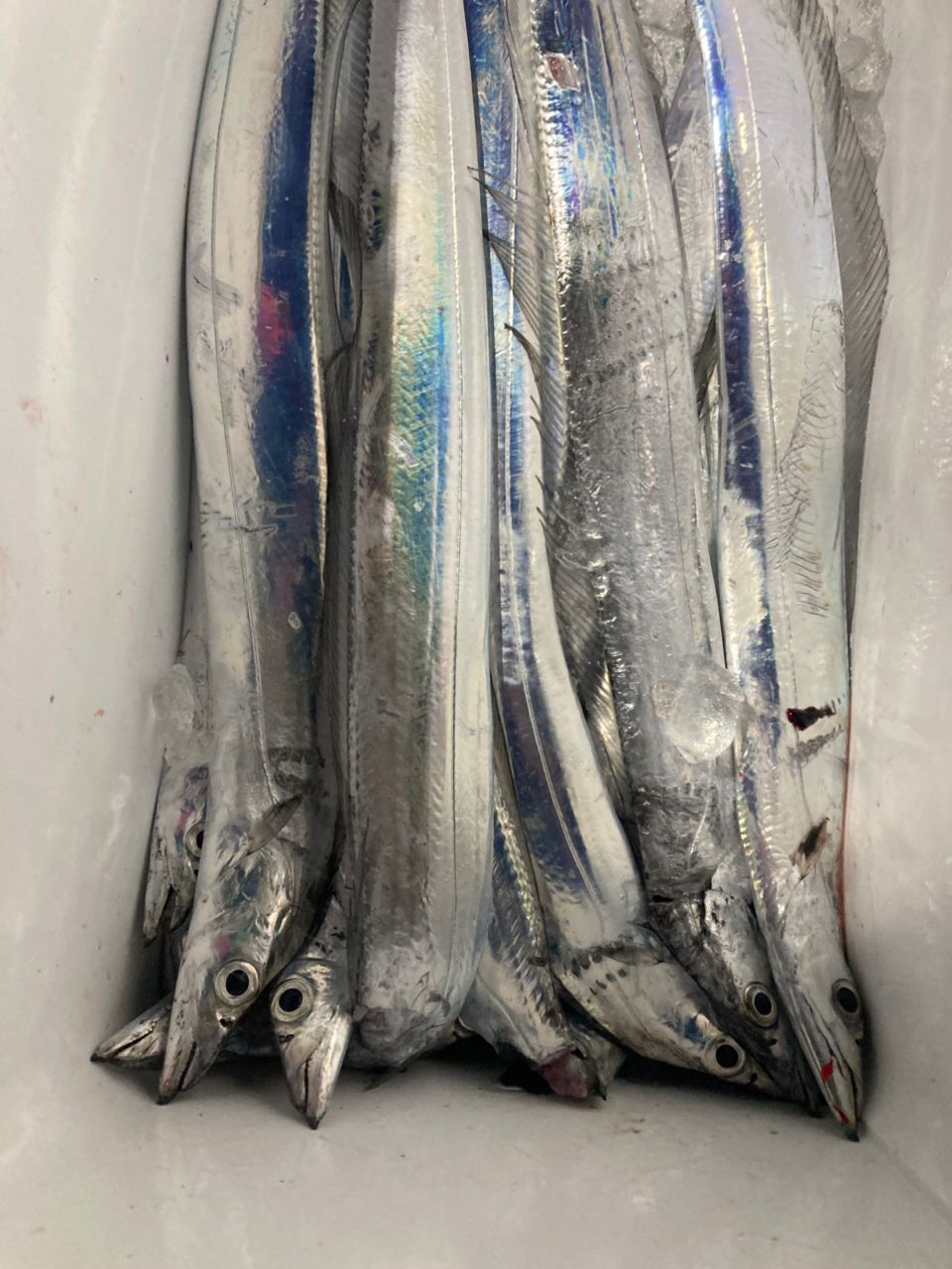 おぱんちゅパンサーさんの釣果 1枚目の画像