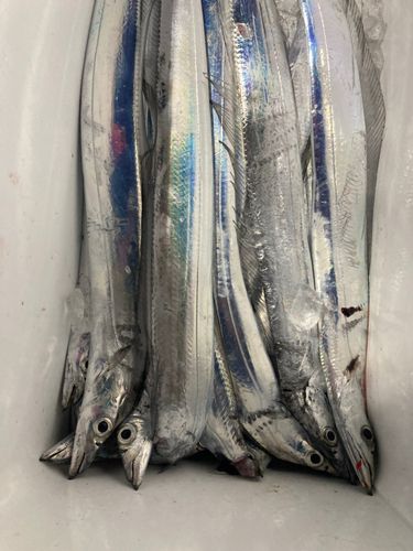 タチウオの釣果