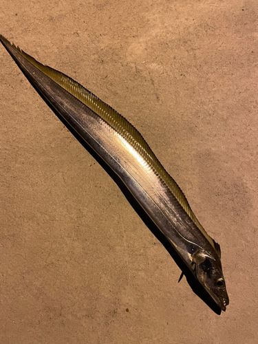 タチウオの釣果