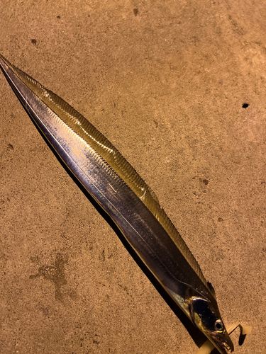 タチウオの釣果