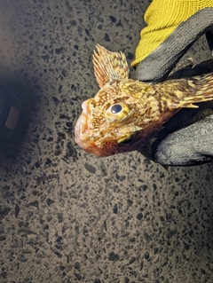 アラカブの釣果