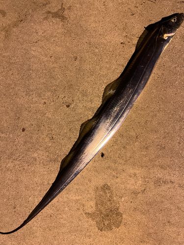 タチウオの釣果