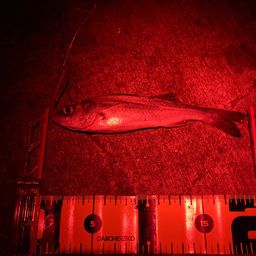 セイゴ（マルスズキ）