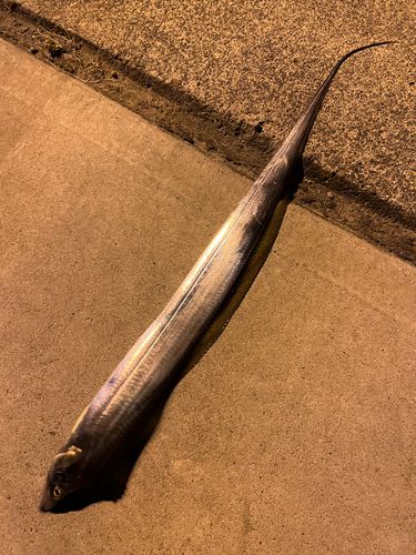 タチウオの釣果