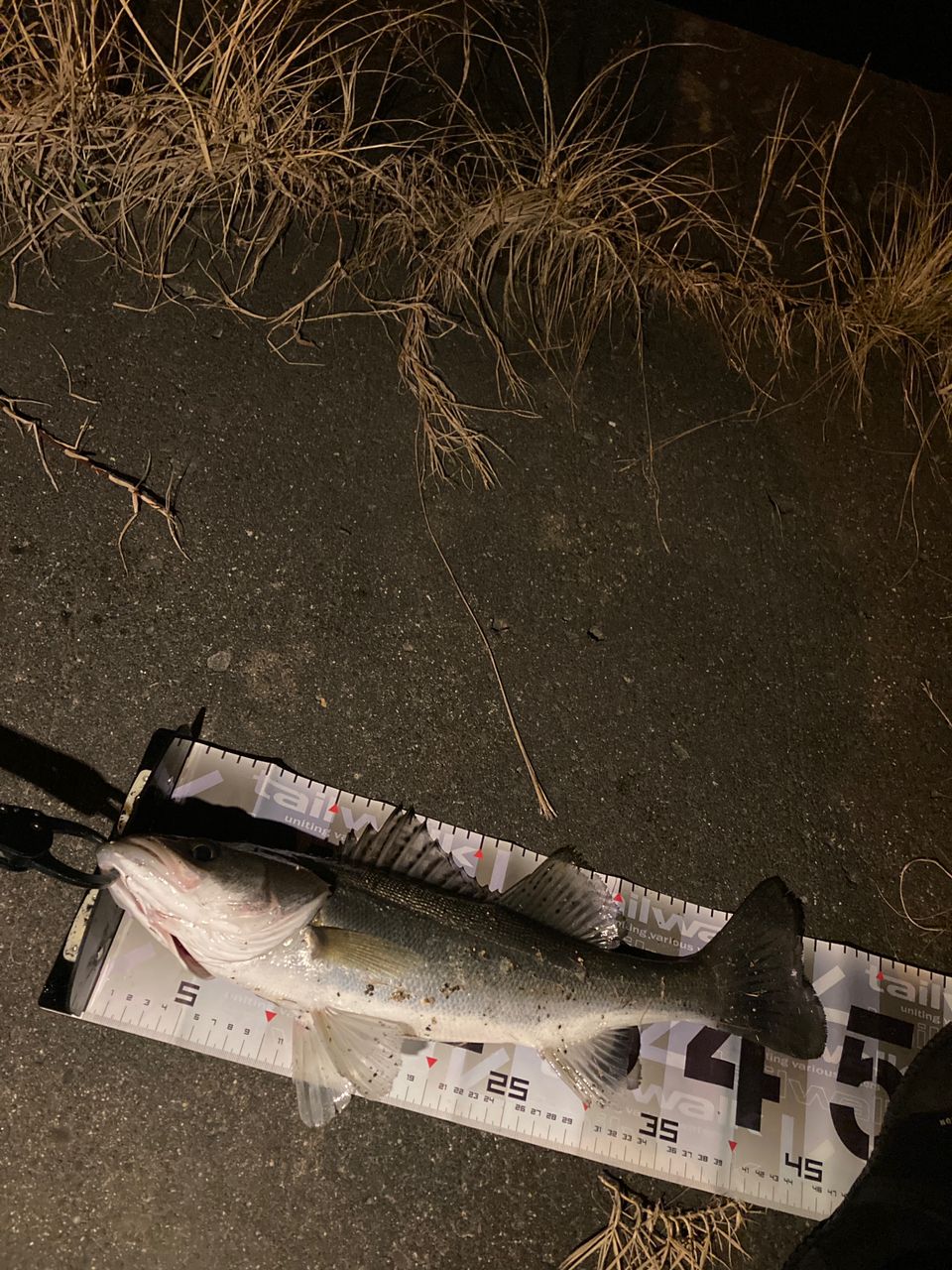 セイゴ（マルスズキ）