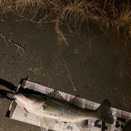 セイゴ（マルスズキ）