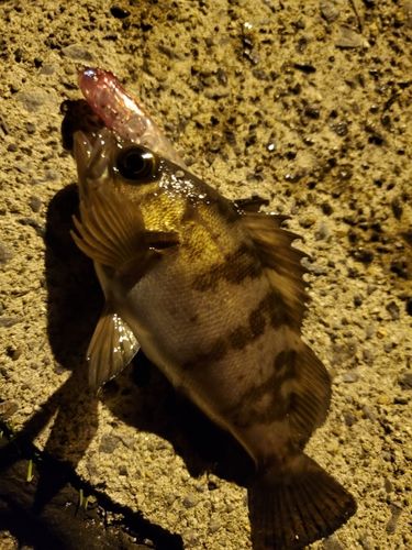 アカメバルの釣果