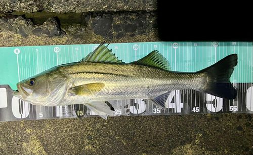 フッコ（マルスズキ）の釣果