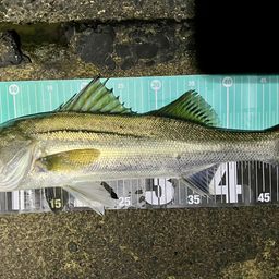 フッコ（マルスズキ）