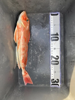 ホウボウの釣果