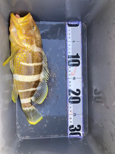 アオハタの釣果