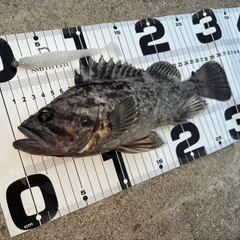 クロソイの釣果