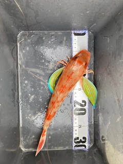ホウボウの釣果