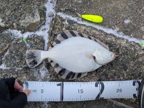 カワガレイの釣果