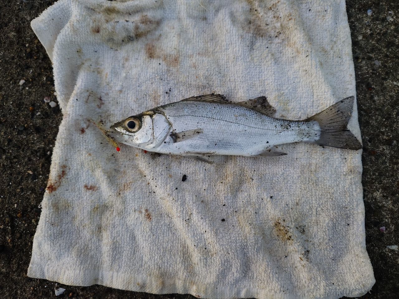 セイゴ（ヒラスズキ）