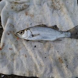 セイゴ（ヒラスズキ）