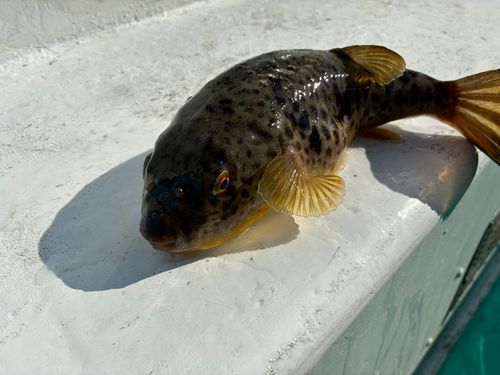 アカメフグの釣果