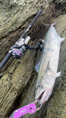 サワラの釣果
